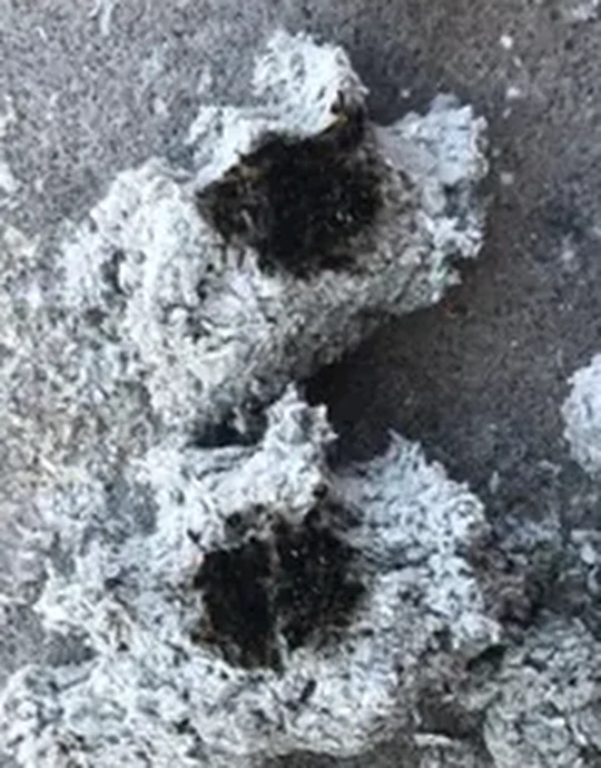 A close-up of Comfort Zone's fine-milled cellulose fibre with a charred crater where a factory flame test was applied and the fibre self-extinguished