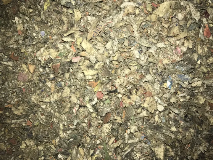 Coarse, older-style cellulose fibre pulled from a roof at least 20 years old, still passing a flame test decades after it was installed