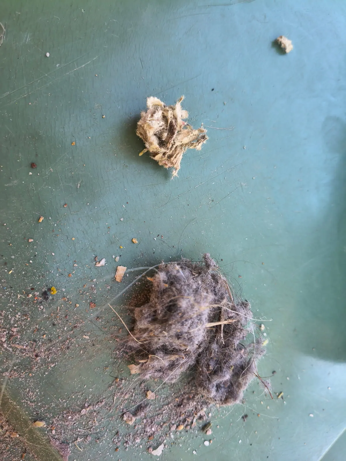 Side by side on a green surface: a small pale clump of upcycled plant-fibre Cellulose Fibre Insulation above a larger grey hairy wad of vacuum dust with hair and grit.