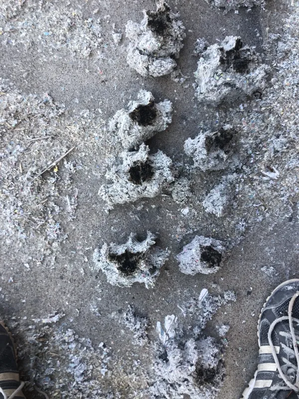Grey cellulose insulation samples on concrete with charred test burns in each clump, batch flame-testing for Australian fire-standard compliance