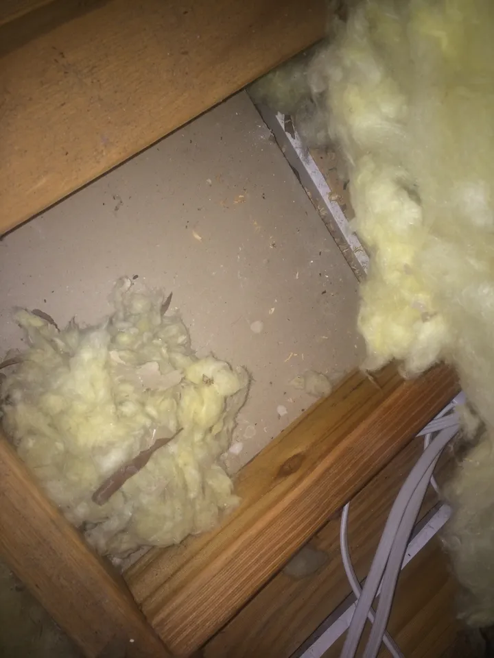 Fibreglass batts in a roof pulled back off the ceiling board, the bare gyprock underneath littered with leaf litter and rodent droppings where rats have nested in under the batt.