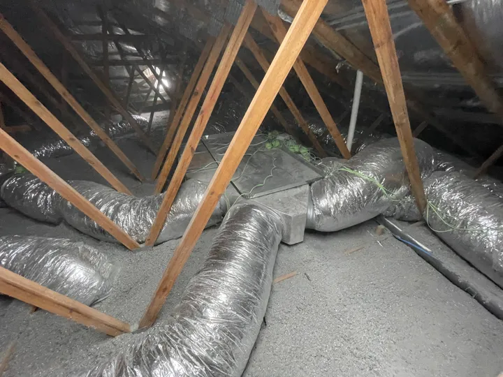 A roof cavity where seamless grey cellulose has been blown evenly around silver flexible air-conditioning ducting and the timber trusses, covering the ceiling right into the corners.