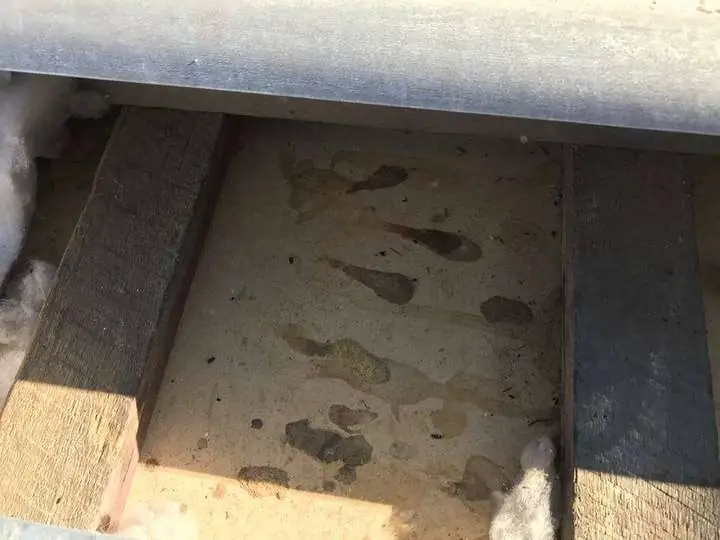 Rodent urine staining and droppings soaked into a ceiling sheet, revealed when old batts were lifted