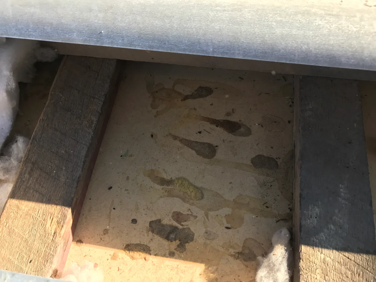 Rodent urine staining and droppings soaked into a ceiling panel, with the white polyester batt lifted aside to show it. That mess sits in the batts above your ceiling and the smell comes straight through into the room below.