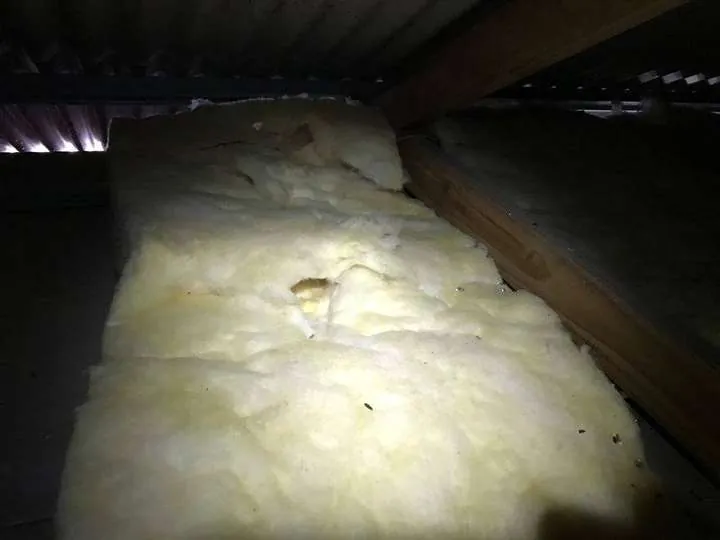 Pale fibreglass batts torn open and burrowed into by rodents living in the insulation under a metal roof