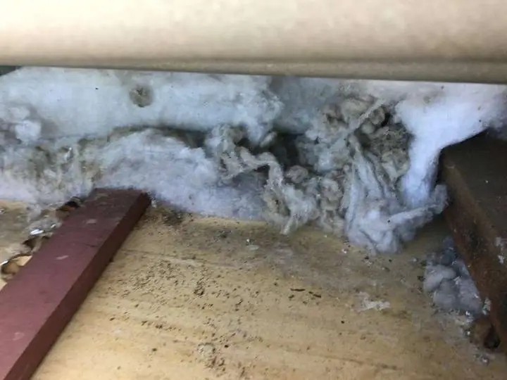 A rat nest matted into chewed white polyester batt insulation under a roof eave