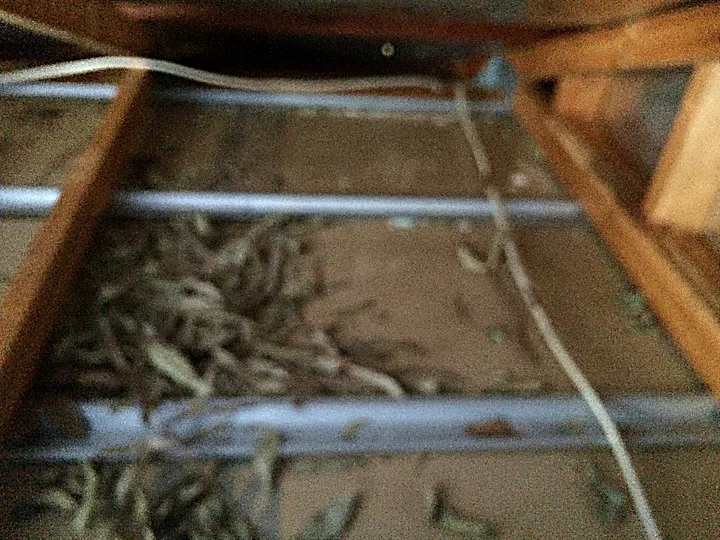 A pile of dried leaves and twigs dragged between the roof timbers forming a natural rodent nest in a roof cavity, found during inspection