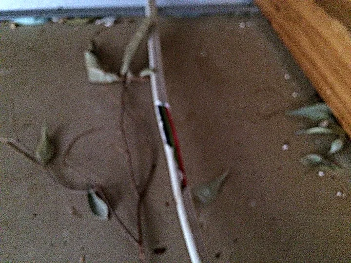A chewed electrical cable in a roof space, the outer sheath gnawed away and bare wires exposed, rodent damage found on a roof inspection