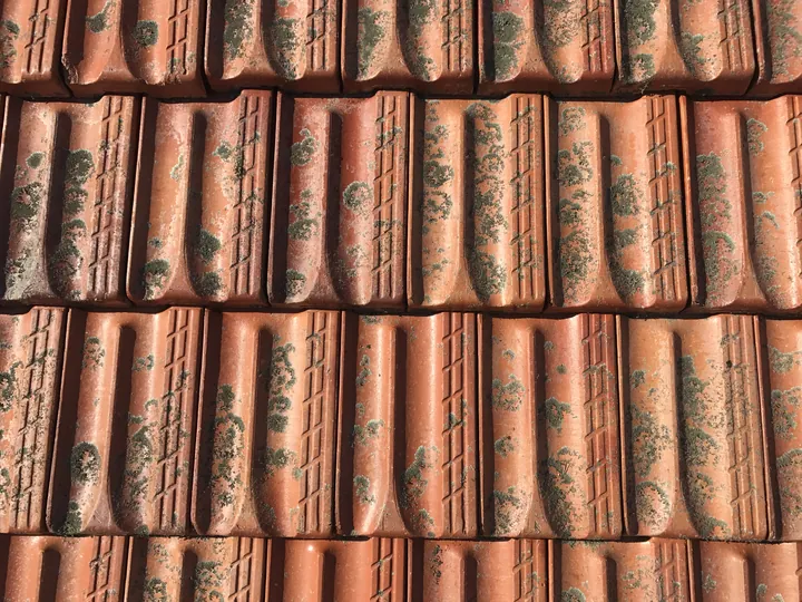 Mould growing on a terracotta tile roof, found during a Comfort Zone roof inspection